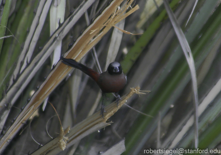 Black-faced waxbill